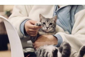 What To Do if Your Pet Has a Medical Emergency What To Do if Your Pet Has a Medical Emergency