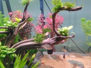 Mini Aquascaping Mini Aquascaping