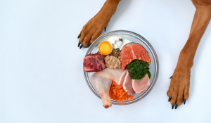Healthy Human Foods That Are Safe for Dogs Healthy Human Foods That Are Safe for Dogs