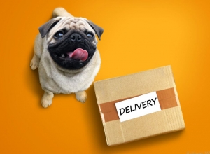excited pug dog with a delivery box excited pug dog with a delivery box