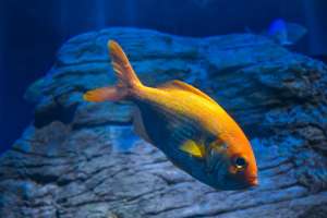 The Large Carangidae fish The Large Carangidae fish