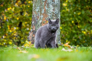 Russian Blue Cat Breed Information Russian Blue Cat Breed Information