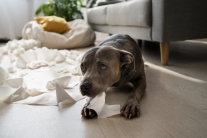 Effective Ways to Cope with the Loss of Your Pet Effective Ways to Cope with the Loss of Your Pet