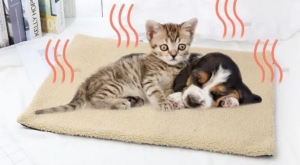 Important Considerations While Buying Pet Care Products Important Considerations While Buying Pet Care Products