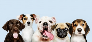 Choose the Best Dog Breed for You Choose the Best Dog Breed for You