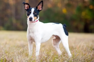 A Brief History of the Rat Terriers Uncovering Their Origin Story A Brief History of the Rat Terriers Uncovering Their Origin Story