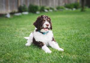 a bernedoodle laying on grass a bernedoodle laying on grass
