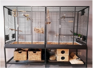 How to Look for an Ideal Parrot Cage? 8 Factors to Consider! How to Look for an Ideal Parrot Cage? 8 Factors to Consider!