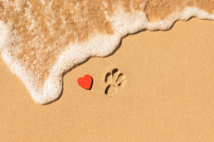 paw print and heart in sand on beach near waves paw print and heart in sand on beach near waves