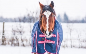 Winter Horse Rugs  Winter Horse Rugs